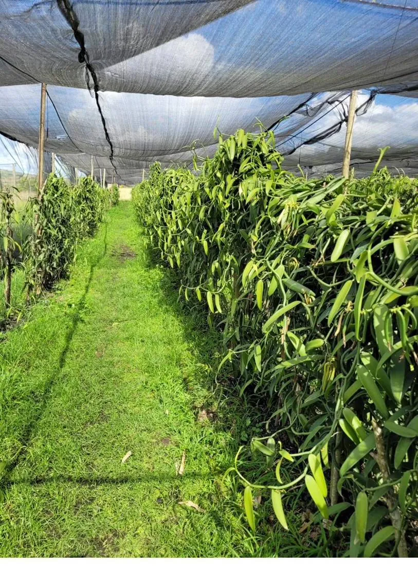 Estufa de cultivo de baunilha da Vanilla Brasil